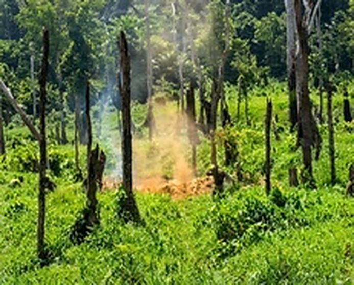 丛林深处升起滚滚白烟，成批弹药与军火在受控引爆中彻底销毁。